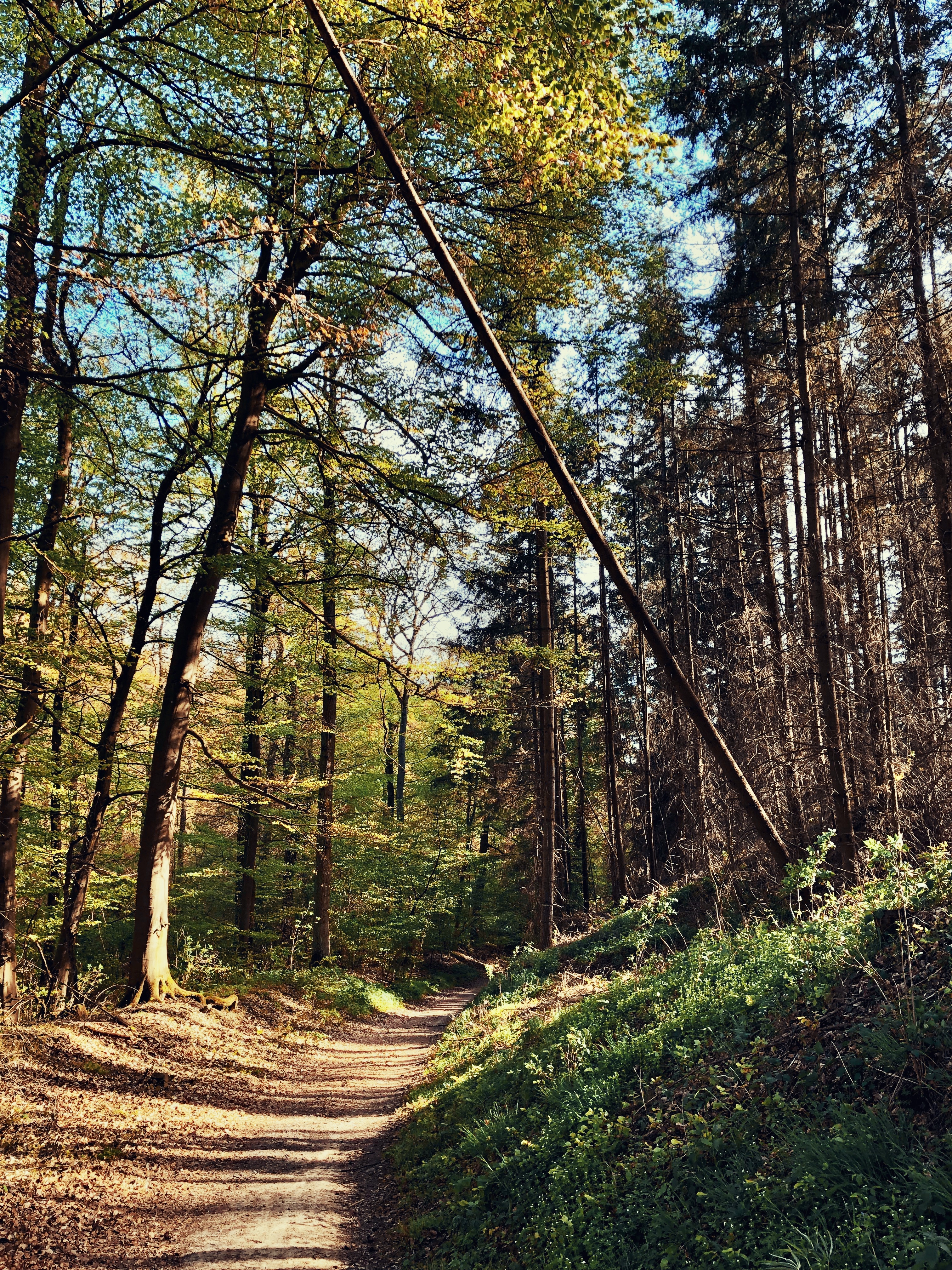 Im Wald bei Kobern