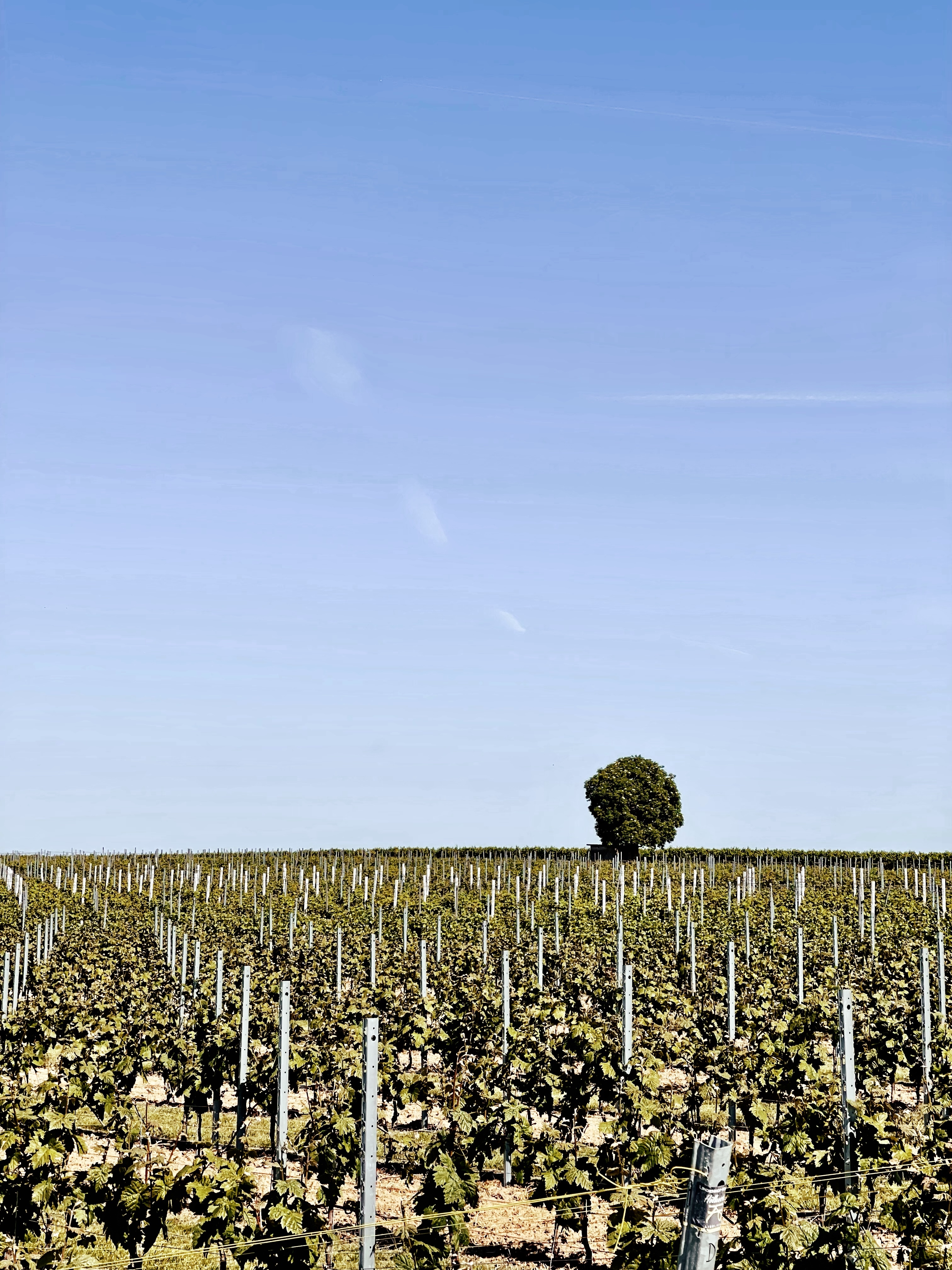 In den Weinbergen bei Oppenheim